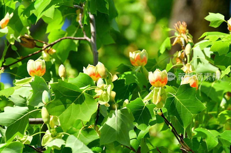 郁金香树花/鹅掌楸郁金香花